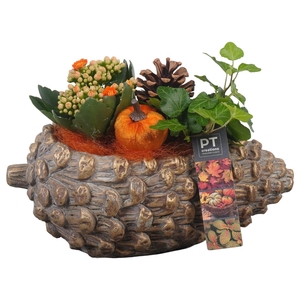 Arr.   Planten L%