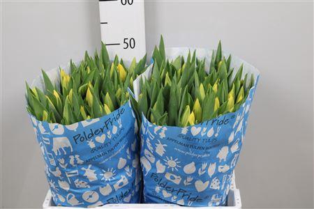 <h4>Tu En Strong Gold</h4>