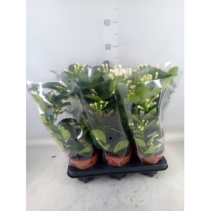 Stephanotis floribunda   ...