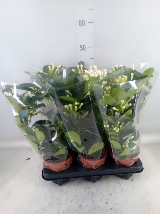 <h4>Stephanotis floribunda   ...</h4>