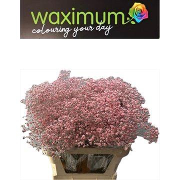 <h4>GYPS LICHT ROZE SPRAY</h4>