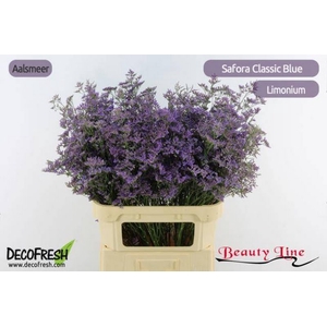 Limonium Safora Classic Blue Beauty