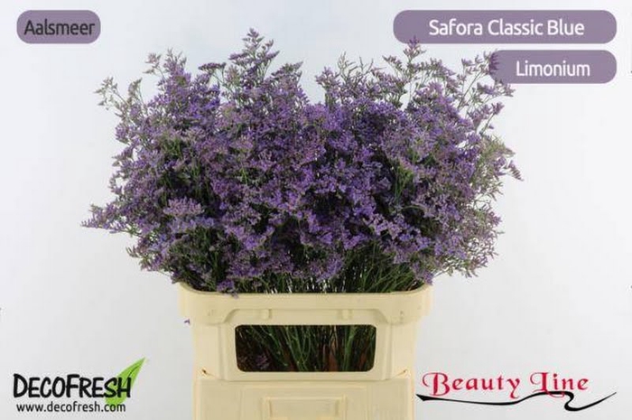 <h4>Limonium Safora Classic Blue Beauty</h4>