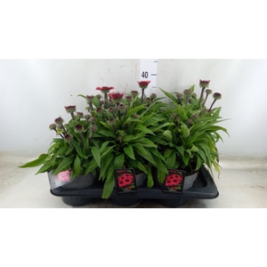 Echinacea   ...