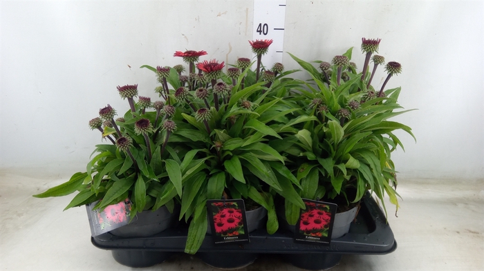 <h4>Echinacea   ...</h4>