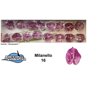 Anth A Milanello 11 cm X16 Jan van Velden