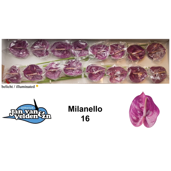<h4>Anth A Milanello 11 cm X16 Jan van Velden</h4>