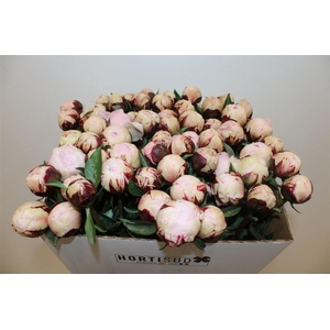 Paeo L Reine Hortense Rose