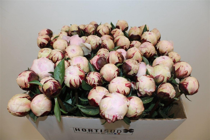 <h4>Paeo L Reine Hortense Rose</h4>