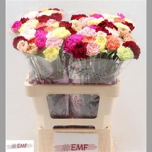 Di St Gem In Bos (happy)