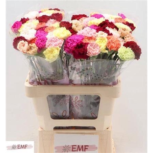 Di St Gem In Bos (happy)