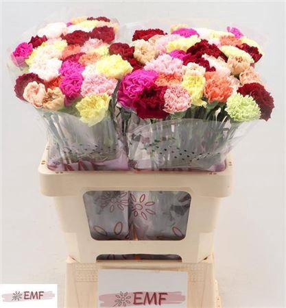 <h4>Di St Gemengd In Bos (happymix)</h4>