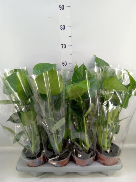 <h4>Monstera delic.</h4>