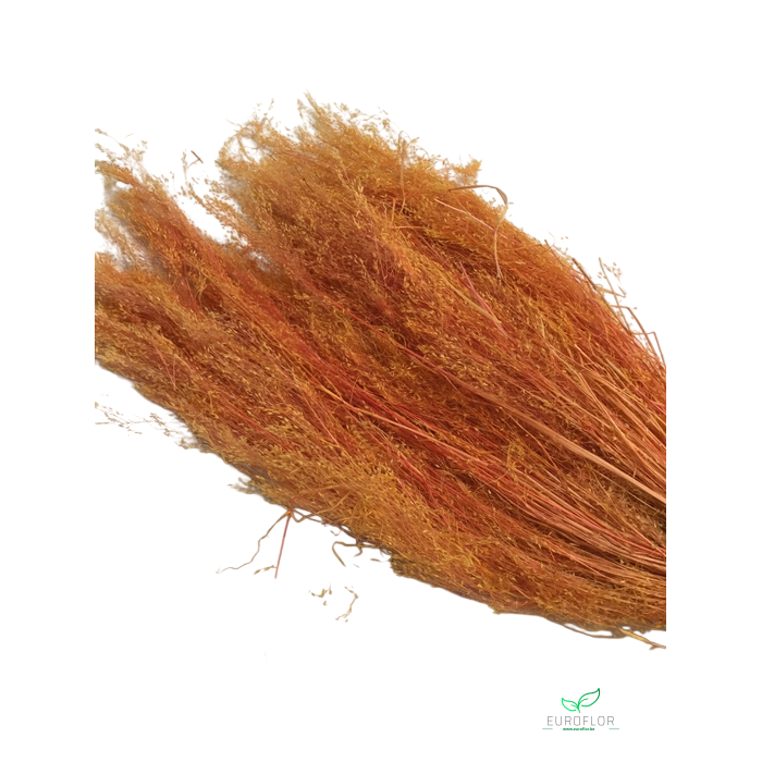 <h4>DRIED FLOWERS - AGROSTIS PULCHELLA ORANGE 50GR</h4>