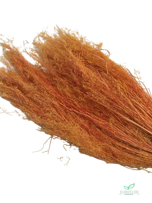 DRIED FLOWERS - AGROSTIS PULCHELLA ORANGE 50GR