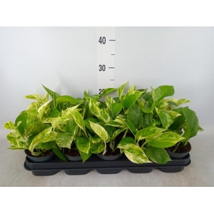 Epipremnum pinn. 'Marble Queen'