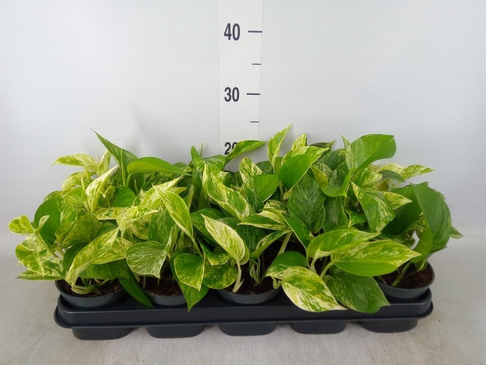 <h4>Epipremnum pinn. 'Marble Queen'</h4>