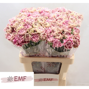 Di St Antigua EMF