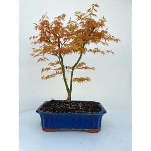 Acer palmatum 