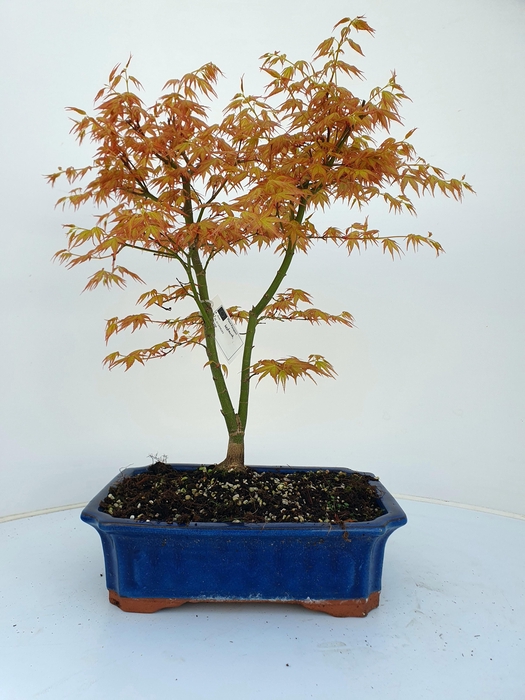 <h4>Acer palmatum "katsura". Pot 32cm.</h4>