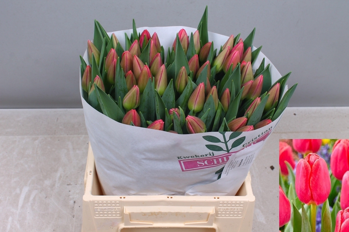 <h4>TU EN LIPSTICK</h4>