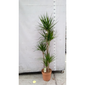 Dracaena marg.