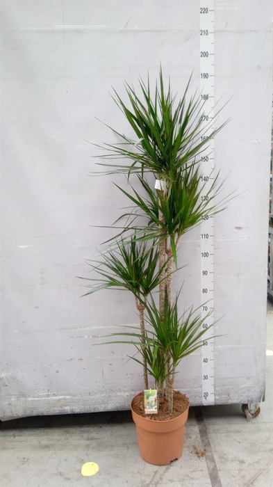 <h4>Dracaena marg.</h4>