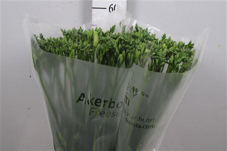<h4>Freesia EN 'Alba River'</h4>