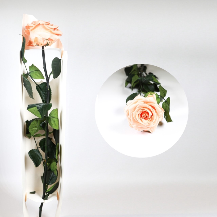 Rose on stem xl bulk 55cm peach