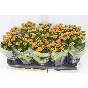 KALANCHOE DOBRADO P11 LARANJA