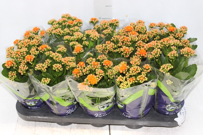 <h4>KALANCHOE DOBRADO P11 LARANJA</h4>