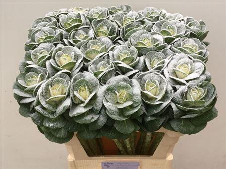 <h4>Brass Klb Snow</h4>