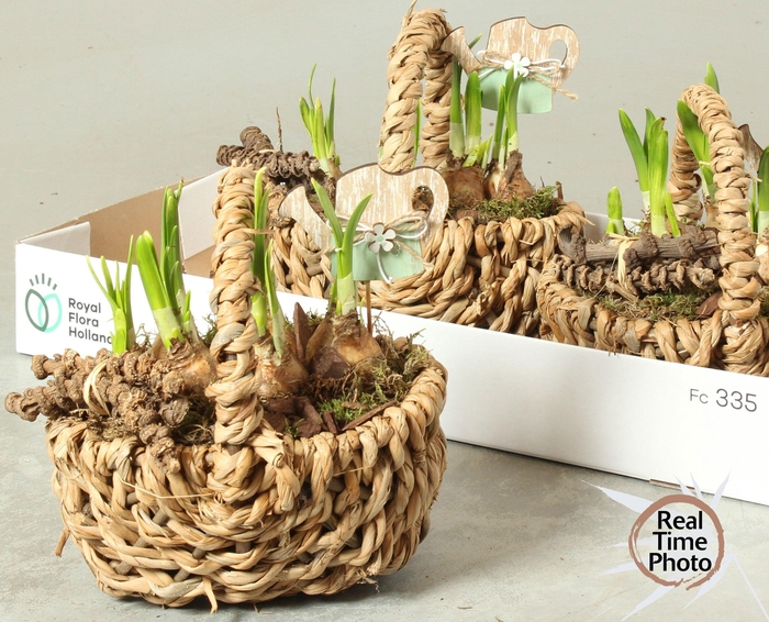 <h4>ARR NARCISSUS</h4>