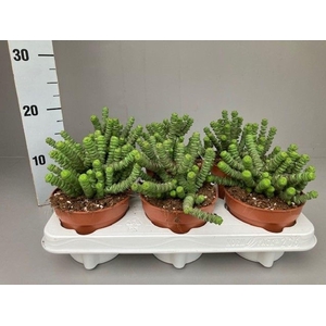 Crassula marnieriana