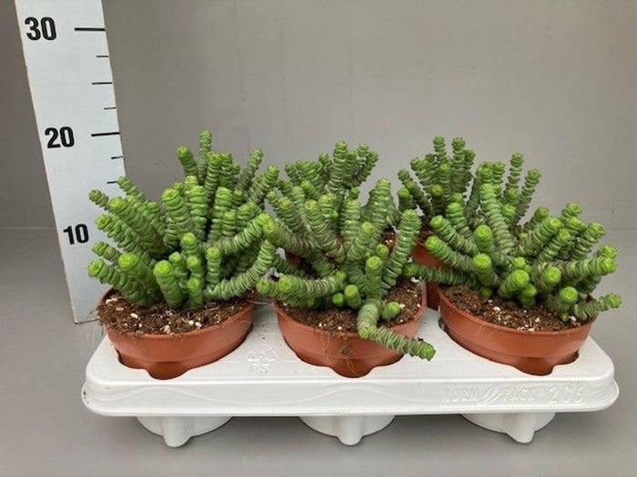 <h4>Crassula marnieriana</h4>