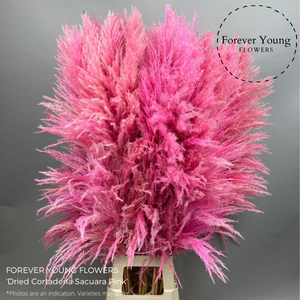 Dried Cortaderia Sacuara Pink