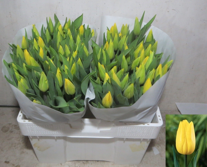 <h4>TU EN STRONG GOLD</h4>