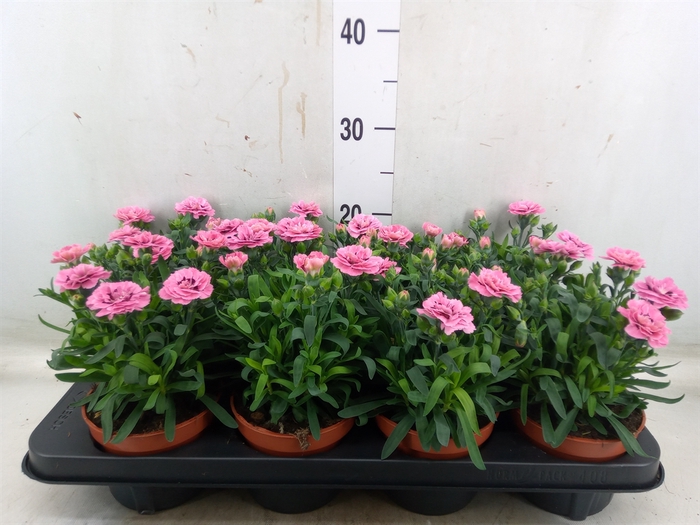 <h4>Dianthus  'Oscar Pink And Purple'</h4>