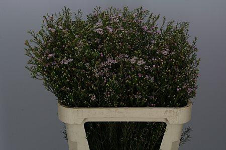 <h4>Chame Un Early Nir</h4>