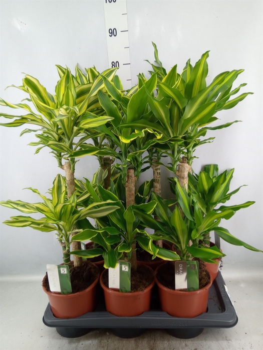 <h4>Dracaena frag.   ...mix 3</h4>