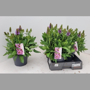 PRUNE GRANDIFLORA
