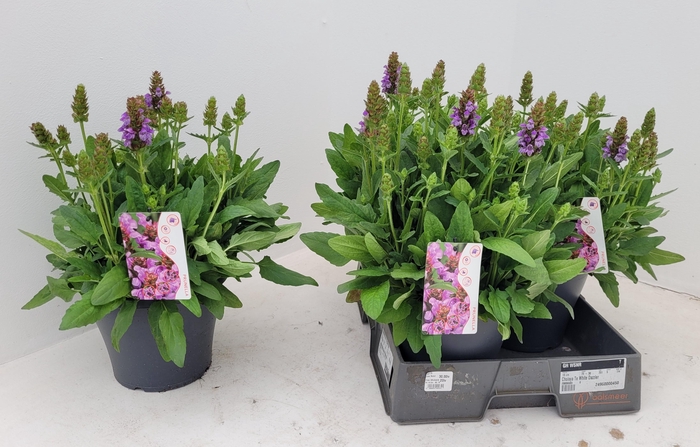 <h4>PRUNE GRANDIFLORA</h4>