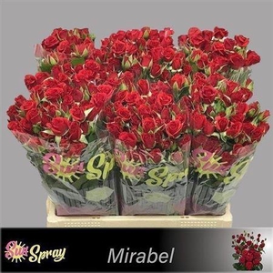 R Tr Mirabel