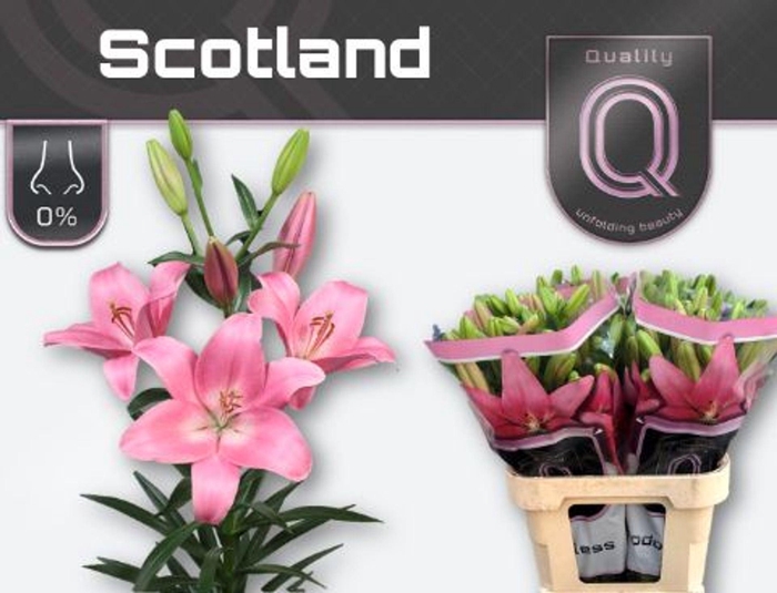 <h4>LILIUM LONG. X ASI. 'SCOTLAND'</h4>
