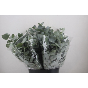 Euca Cinerea Short 150gr P Bunch