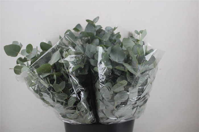 <h4>Euca Cinerea Short 150gr P Bunch</h4>