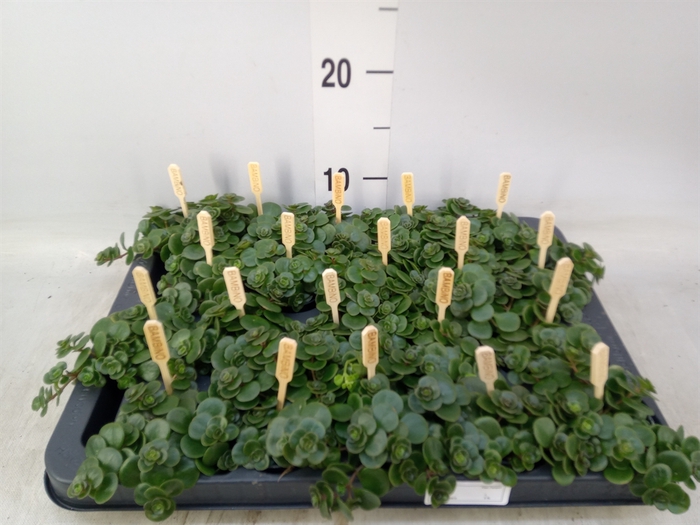 <h4>Sedum makinoi 'Tornado'</h4>