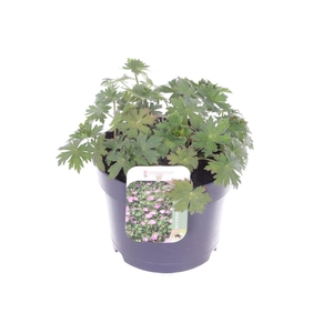 Geranium wlas. Lakwijk Star