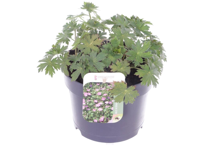 <h4>Geranium wlas. Lakwijk Star</h4>