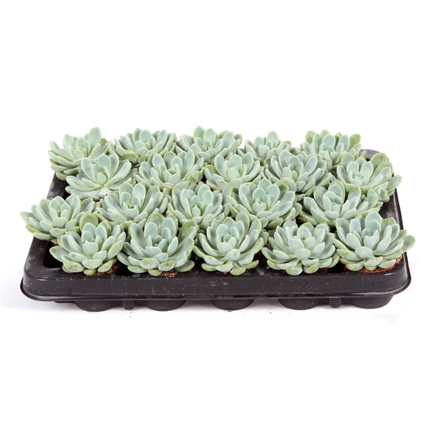 <h4>Echeveria scheideckerii 5,5 cm</h4>